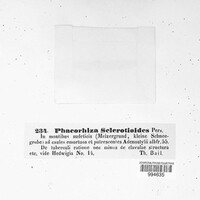 Typhula sclerotioides image